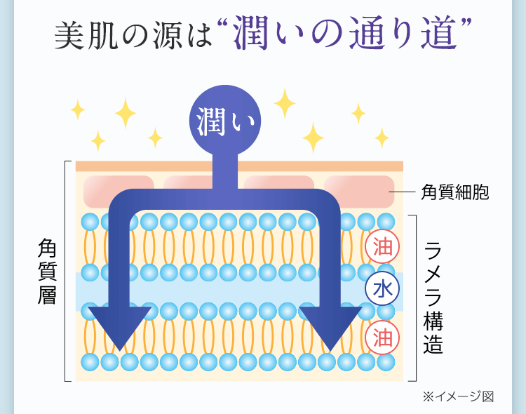 美肌の源は潤いの通り道